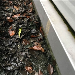 Industrial units can easy gather leaves and debris, in this case all down-pipes were blocked.